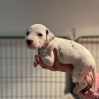 Chiots dalmatiens lof #5