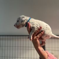 Chiots dalmatiens lof #9