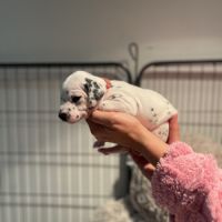 Chiots dalmatiens lof #10