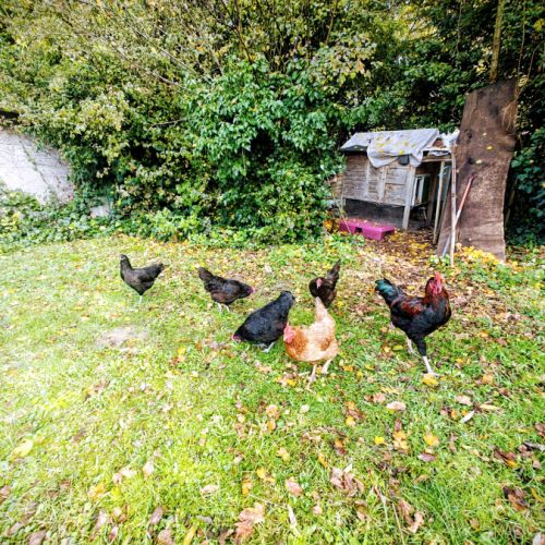 Poules noires de janzé