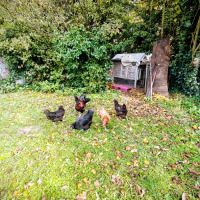 Poules noires de janzé #1