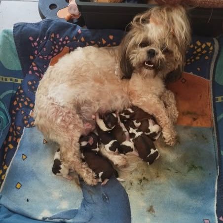 Petite femelle shi-tzu de 4 mois #1