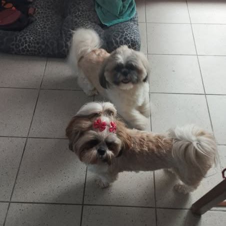 Petite femelle shi-tzu de 4 mois #2