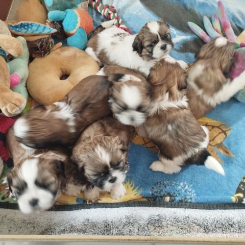 Petite femelle shi-tzu de 4 mois #7