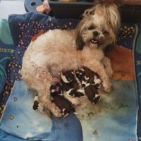 Petite femelle shi-tzu de 4 mois #1