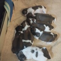 Petite femelle shi-tzu de 4 mois #3