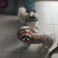 Petite femelle shi-tzu de 4 mois #4