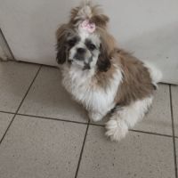 Petite femelle shi-tzu de 4 mois