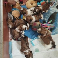 Petite femelle shi-tzu de 4 mois #6