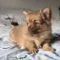 Vends pomchi f2 #6