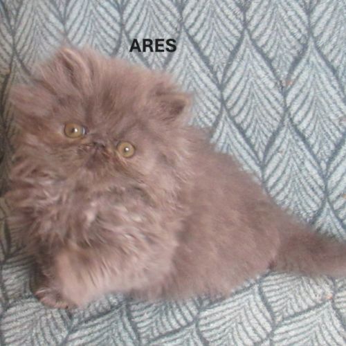 Superbe chatons persans loof