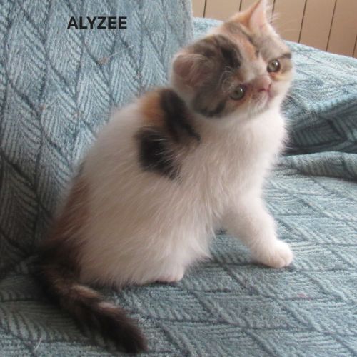 Magnifique femelle exotic shorthair loof
