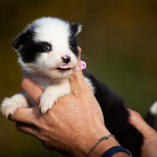 Chiots laika de iakoutie lof à réserver