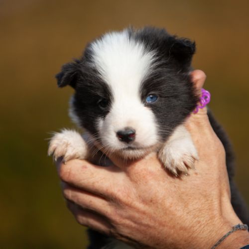 Chiots laika de iakoutie lof à réserver #2