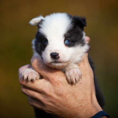 Chiots laika de iakoutie lof à réserver #5