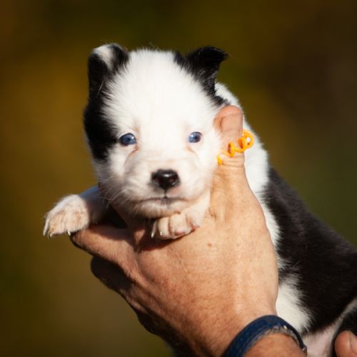 Chiots laika de iakoutie lof à réserver #6