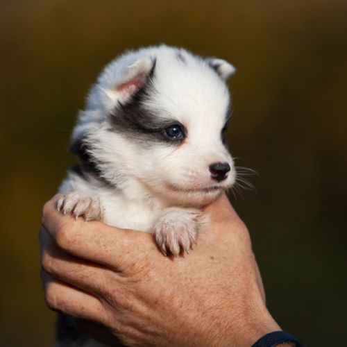 Chiots laika de iakoutie lof à réserver #7