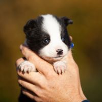 Chiots laika de iakoutie lof à réserver #3