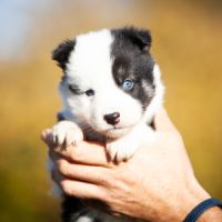 Chiots laika de iakoutie lof à réserver #4