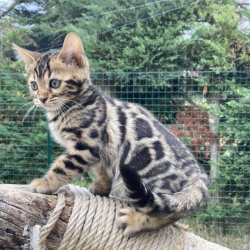Chaton bengal brown loof à réserver