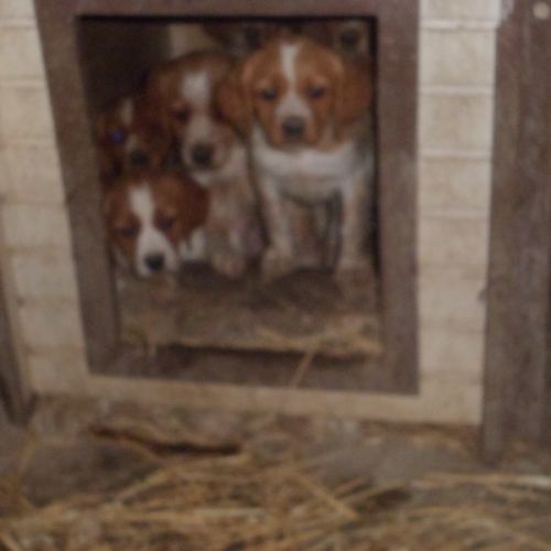 Chiots epagneul breton parents lof