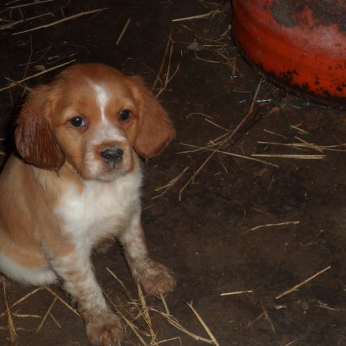 Chiots epagneul breton parents lof #2