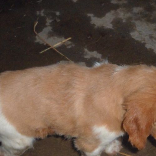 Chiots epagneul breton parents lof #3