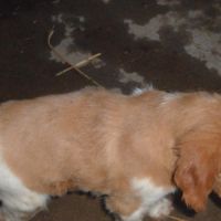 Chiots epagneul breton parents lof #3