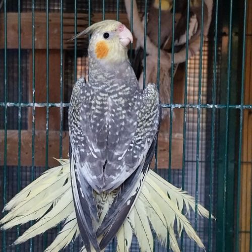 Calopsitte mâle 5 mois