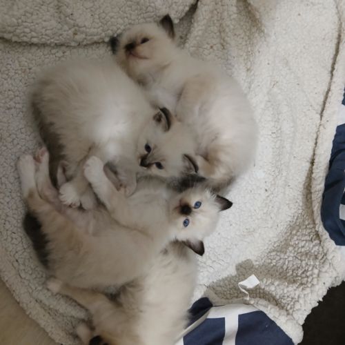 Vds chatons sacré de birmanie #1