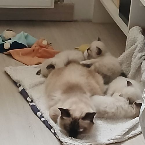 Vds chatons sacré de birmanie #2