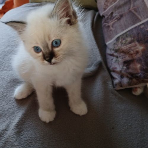 Vds chatons sacré de birmanie #4