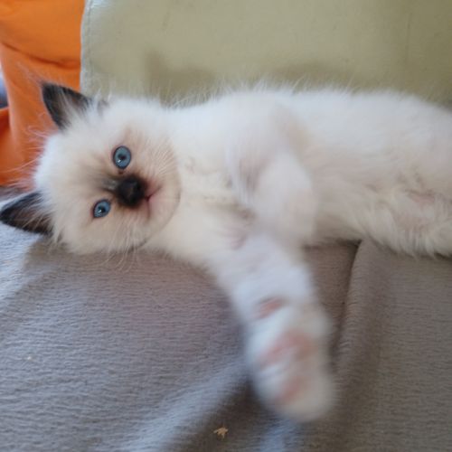 Vds chatons sacré de birmanie #5