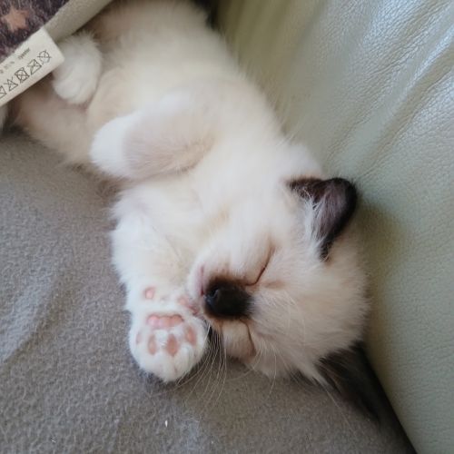 Vds chatons sacré de birmanie #6