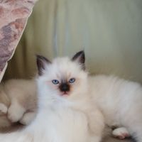 Vds chatons sacré de birmanie #0