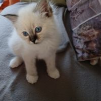 Vds chatons sacré de birmanie #4