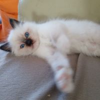 Vds chatons sacré de birmanie #5