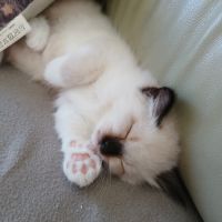 Vds chatons sacré de birmanie #6