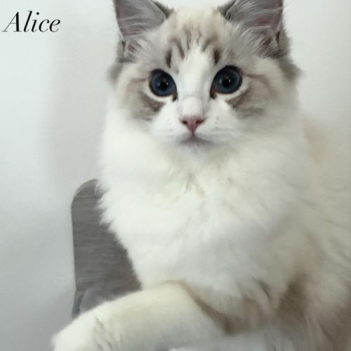 3 jolies femelles ragdoll loof #1