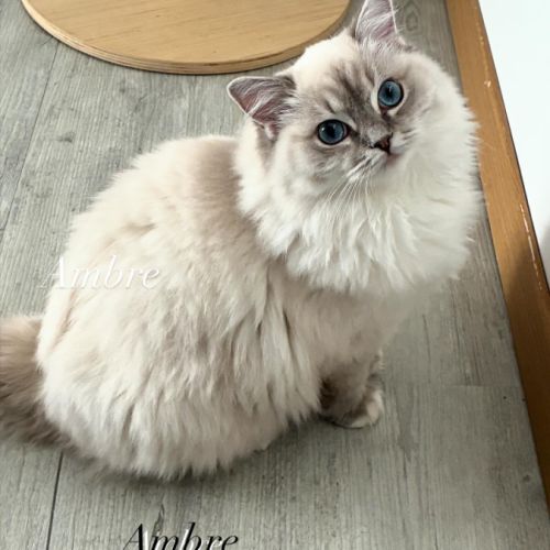 3 jolies femelles ragdoll loof