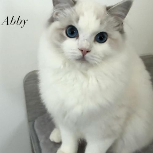 3 jolies femelles ragdoll loof #3