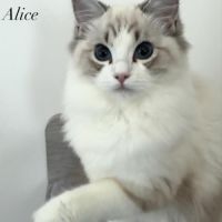 3 jolies femelles ragdoll loof #1