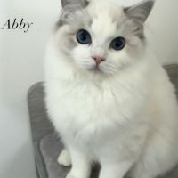 3 jolies femelles ragdoll loof #3