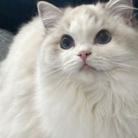 1 jolie femelle ragdoll loof #1