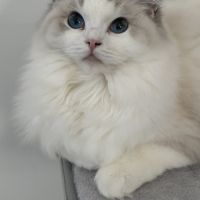 1 jolie femelle ragdoll loof