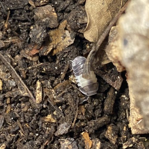 Cubaris panda king et cubaris sp #1