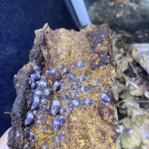 Cubaris panda king et cubaris sp