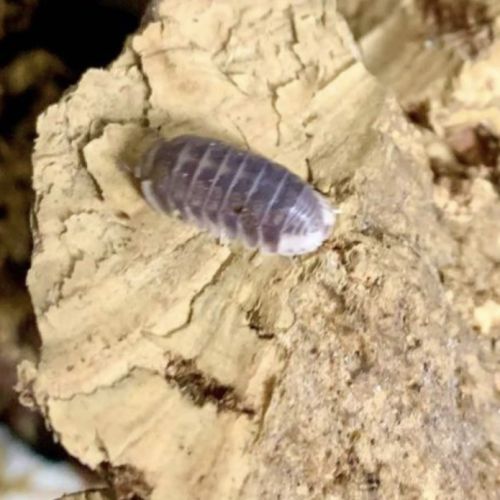 Cubaris panda king et cubaris sp #3