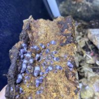 Cubaris panda king et cubaris sp