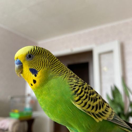 Perruche ondulée à donner